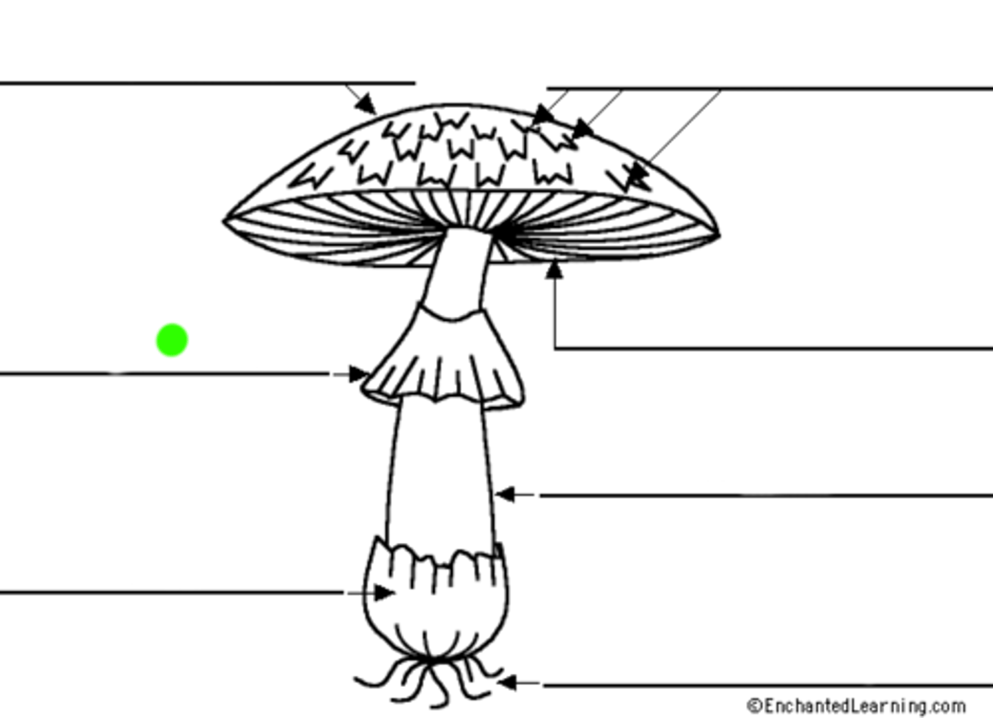 <p>A ring-like structure that forms on the stipe of some mushrooms, often as a remnant of the veil, serving various functions such as protecting the gills or aiding in spore dispersal.</p>