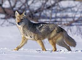 <p><span><span>Canis latrans</span></span></p>