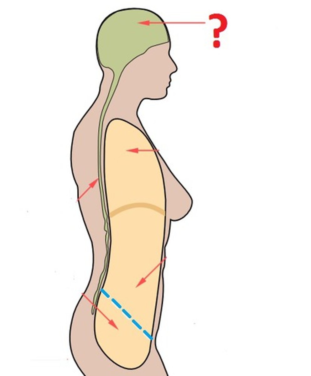 <p>Toward the head</p>