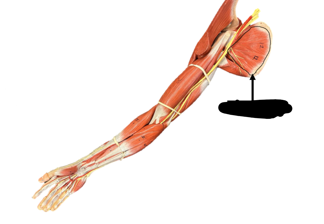 <p>Origin: anterior surface of scapula</p><p>Insertion: lesser tuberosity of the humerus</p><p>Function: medial rotation of the humerus</p>