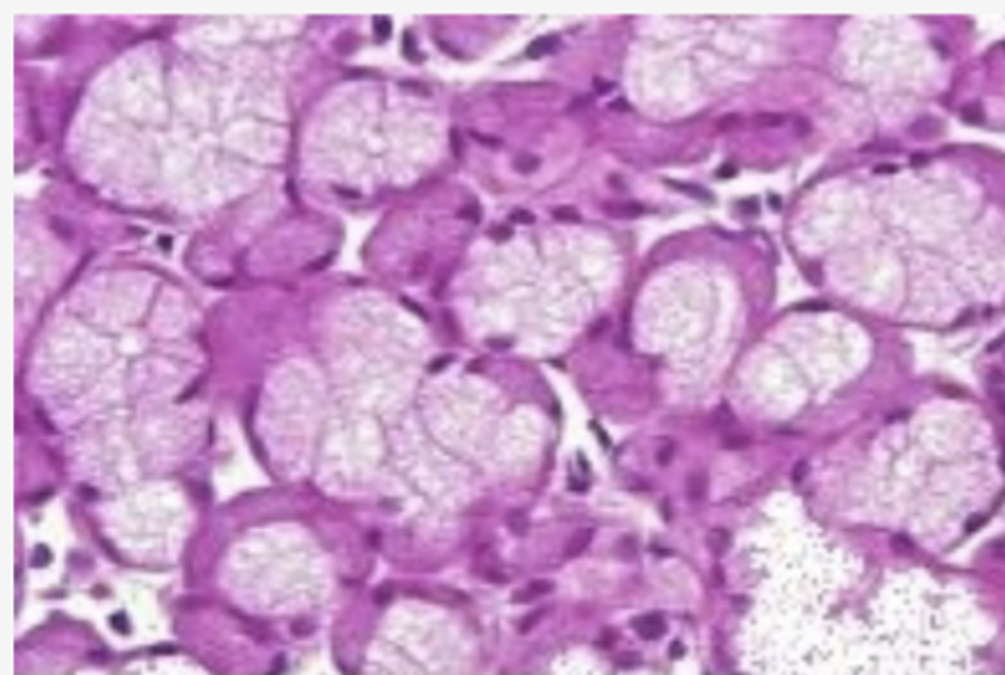<p>Identify the specific organ</p>