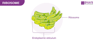 <p><strong>an intercellular structure made of both RNA and protein, and it is the site of protein synthesis in the cell</strong>. The ribosome reads the messenger RNA (mRNA) sequence and translates that genetic code into a specified string of amino acids, which grow into long chains that fold to form proteins.</p>