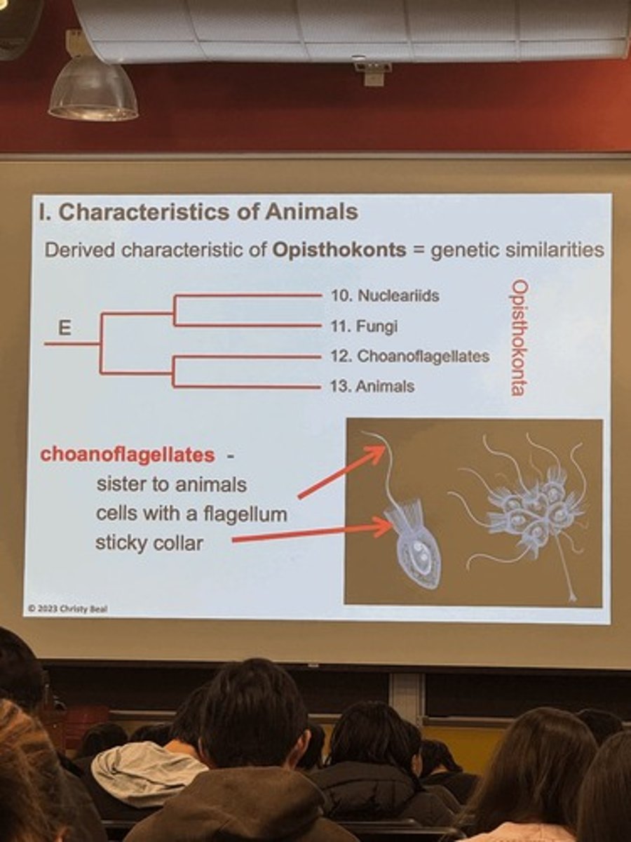 <p>Differential survival and adaptation.</p>