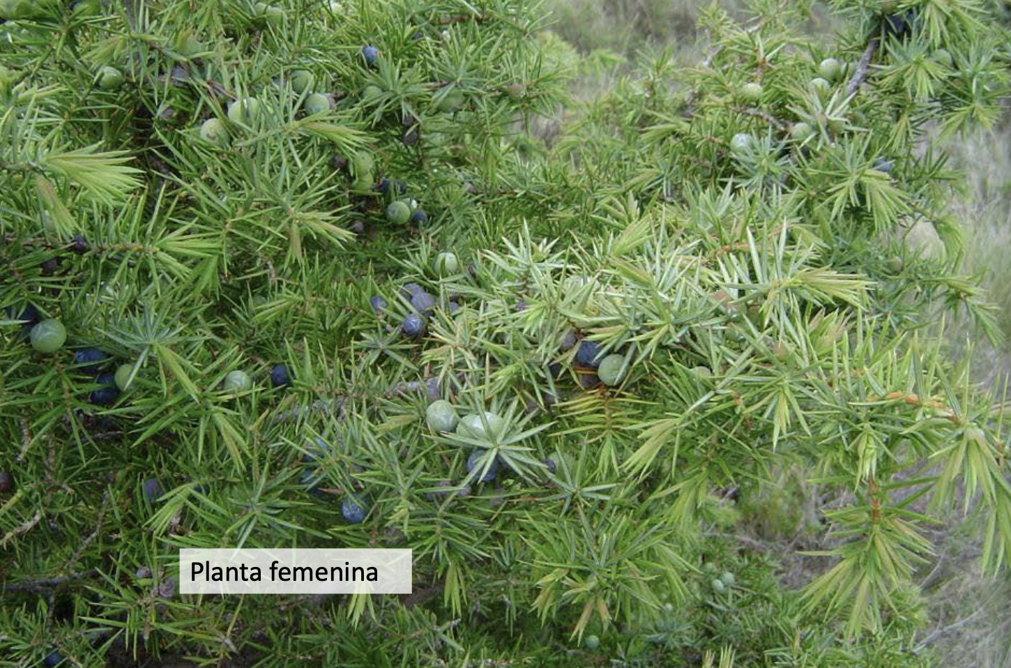 <p>Identificar la Cupressaceae</p>