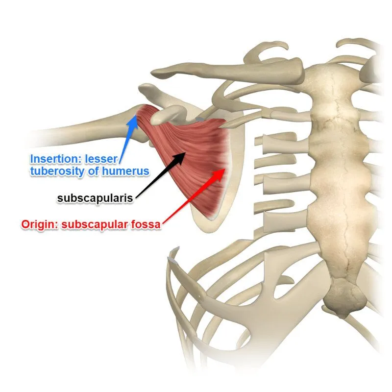 <p>Subscapularis </p>