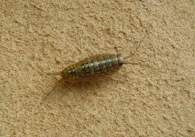 <p>Wharf roach</p>