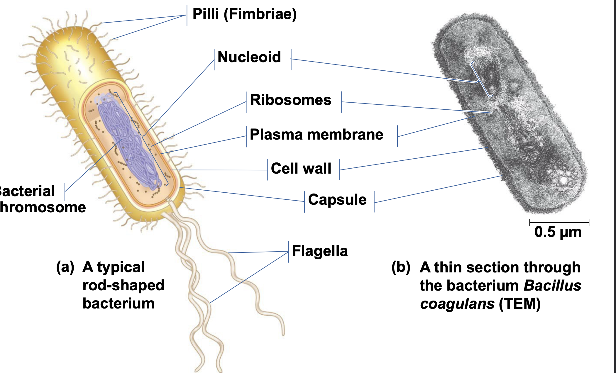 .a flagellum (plural, flagella) is a threadlike structure made of protein fibers that extends from the cell surface- may be one or many- aids in locomotion and feeding \n . pilus (plural, pili) is a short appendage- aids in attaching to substrates and in exchanging genetic information between cells \n .capsule is a polysaccharide coating outside the cell wall that protects the cell from viruses, toxins, and engulfment by other cells