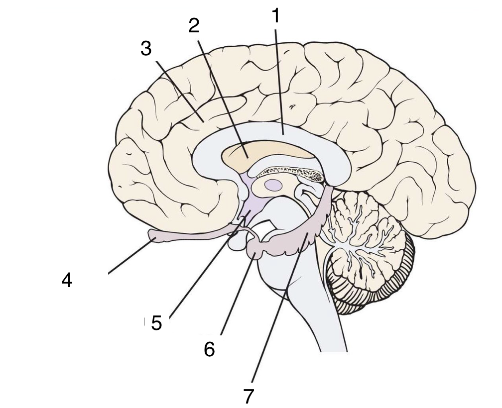 <p>what is indicated by number 7</p>