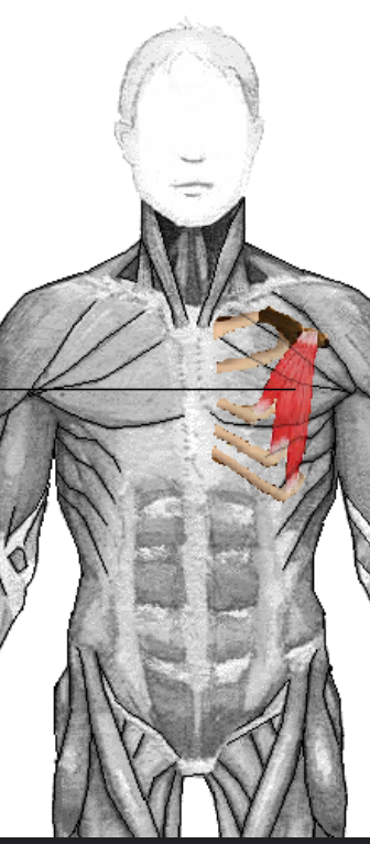 <p>Identify the m. + list attatchment points</p>