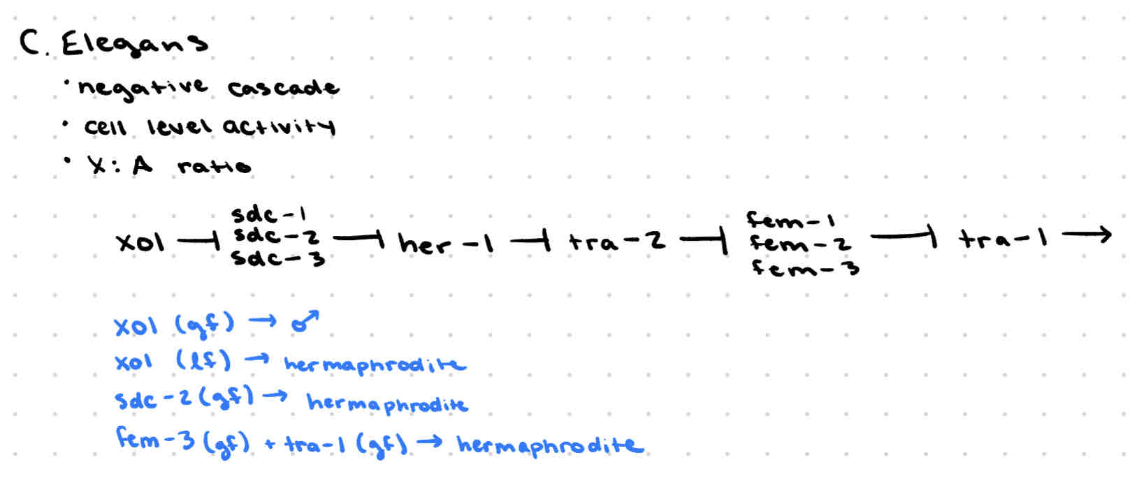 <p>Tra-1 expression high, hermaphrodite</p><p>Tra-1 expression low, male</p>