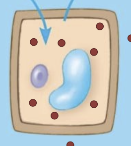 <p>A solution that causes no net movement of water into or out of a cell; leads to flaccid cell</p>