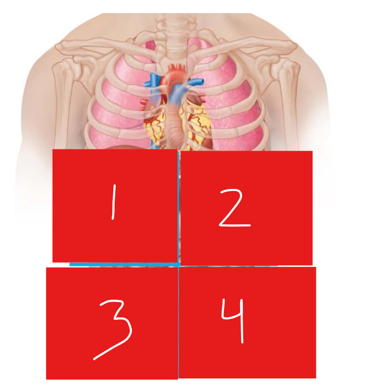 <p>4 - Name the Quadrant and The Organs</p>