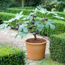 <p>Common Fig</p>