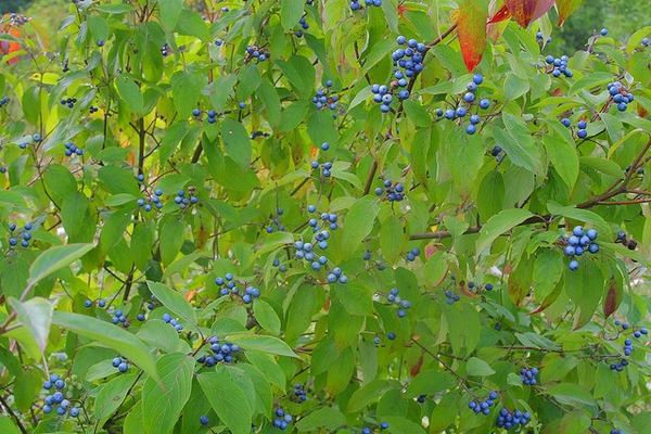 <p>Silky dogwood</p>