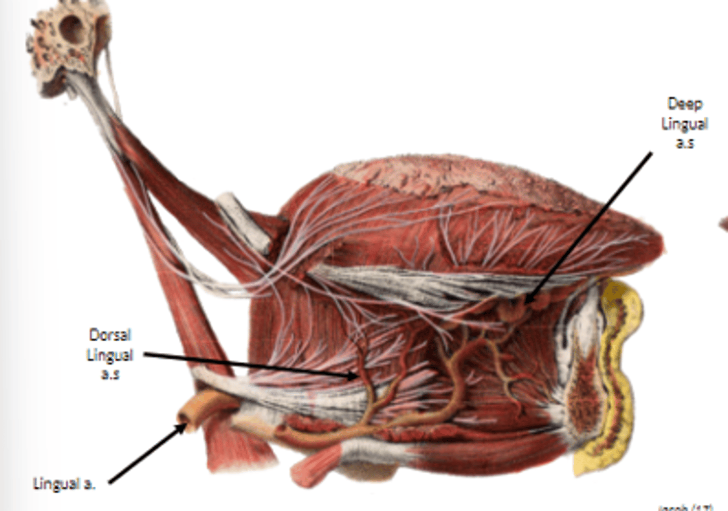 <p>lingual artery off the external carotid artery</p>