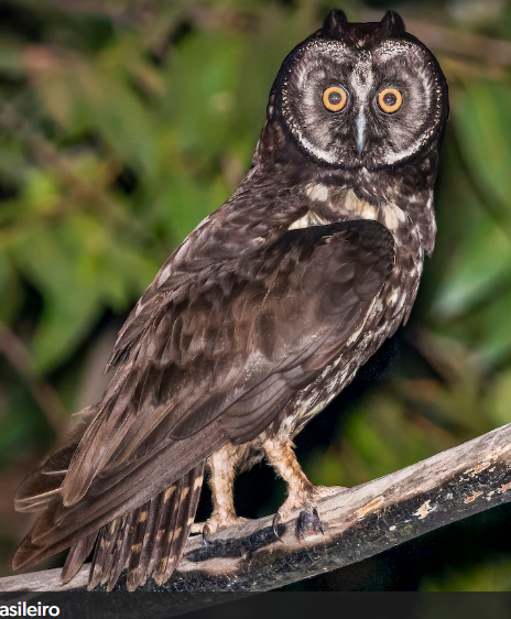 <p>What bird is this?</p>