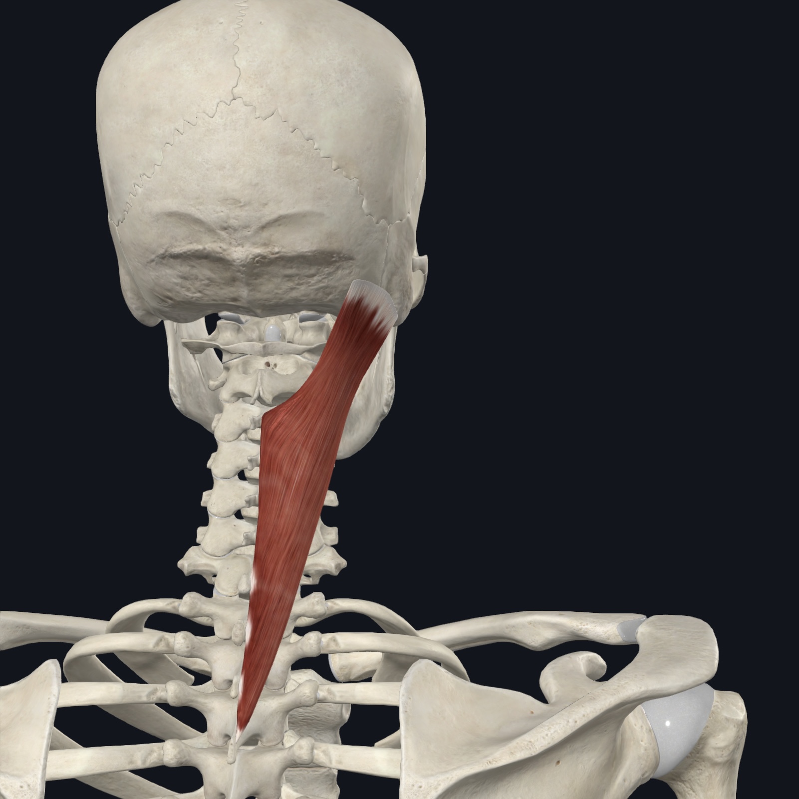 <p>Nuchal ligament; SP C7 + upper T/S</p>