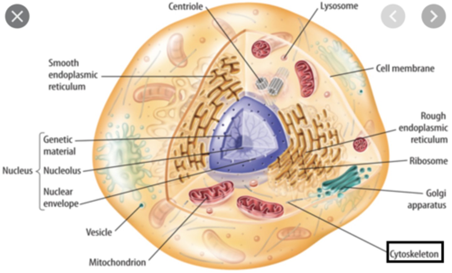 <p>- network of microfilaments, microtubules, &amp; intermediate filaments</p><p>- forms internal framework of cell</p><p>- keeps organelles in place</p>
