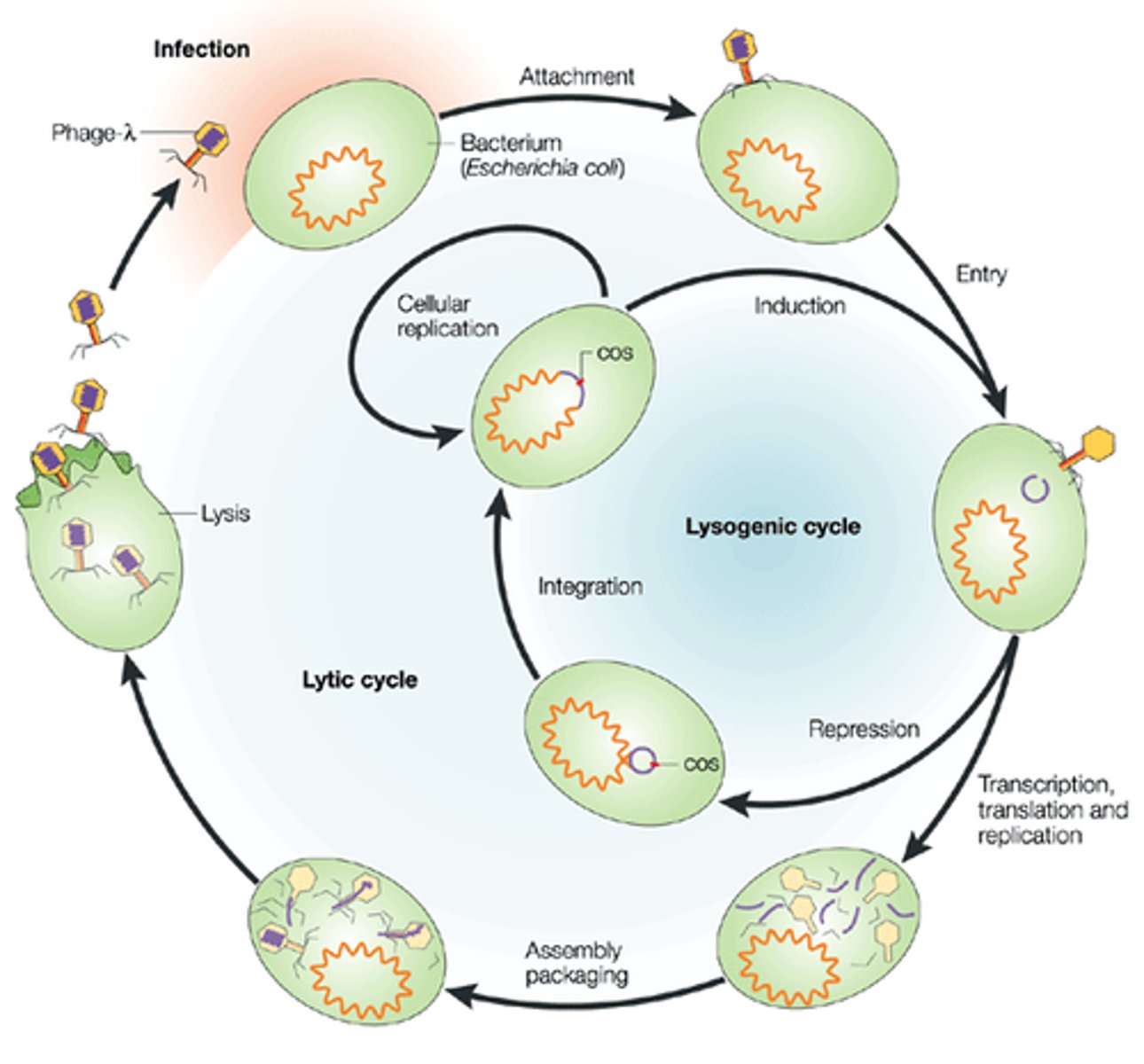 <p>to decrease the strength of</p>