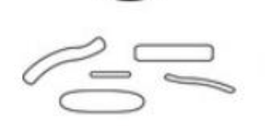 <p>bacilli: bacilli of various sizes </p>