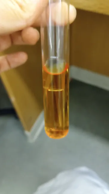 <ul><li><p><strong>*S/A = Slow Acid</strong></p></li><li><p><strong>pH: Slow </strong>Acid</p></li><li><p><strong>Color: </strong>Yellow + Little Orange</p></li></ul><p></p><p><strong>Explanation: </strong>Yellow with orange layer on top, orange- tinted durham tube.</p><p></p>