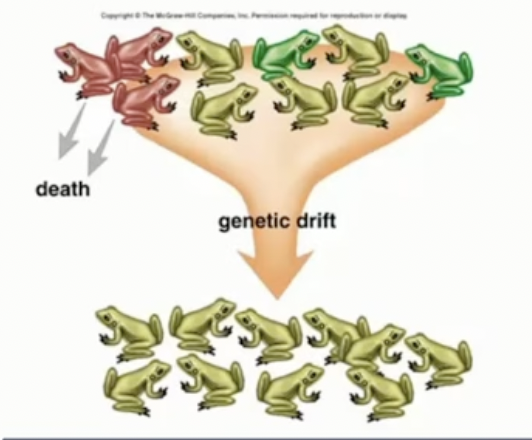 <p>Small population (genetic drift)</p>