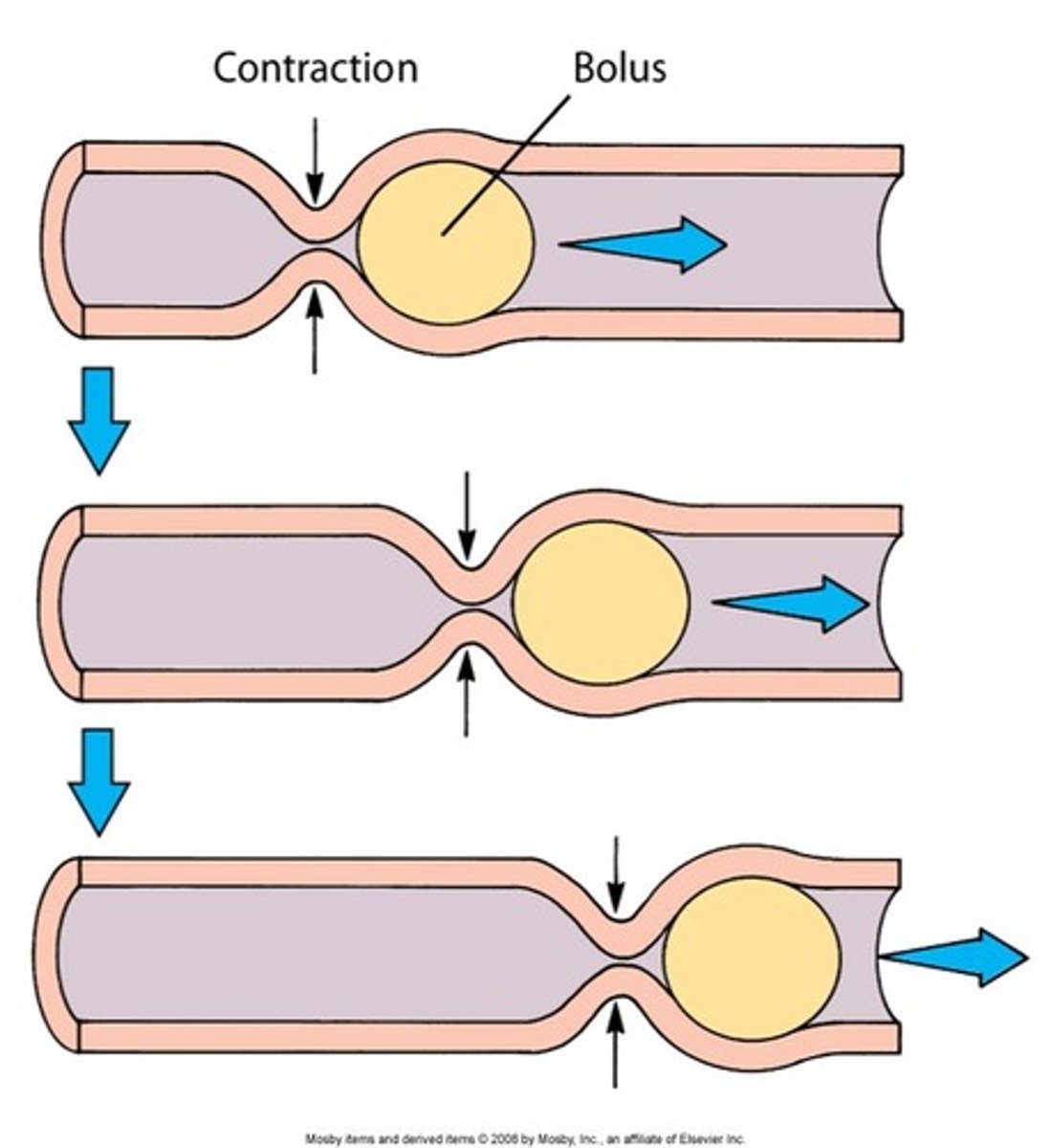 <p>Propelling movements created by a ring of muscle that contracts then relaxes</p>