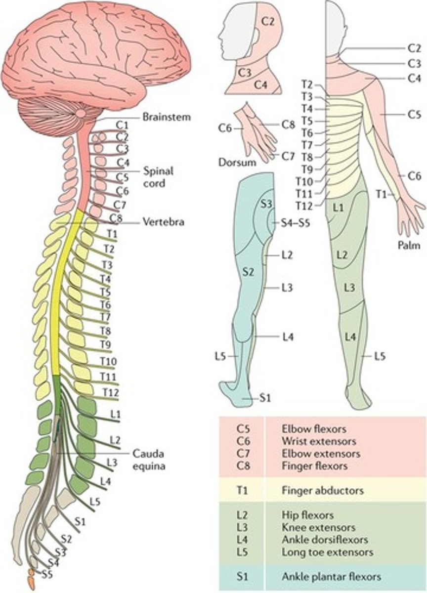 <p>An area of skin where sensory nerves derive from a single spinal nerve root.</p>