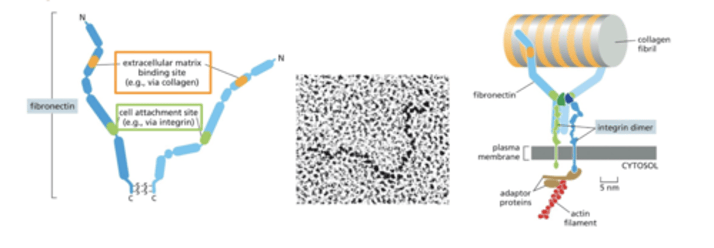 <p>fibronectin has a domain that binds ECM components (collagens)</p><p>can bind fibrillar collagens (in connective tissue) or sheet-forming collagens (in basal lamina)</p><p>also has a domain the binds integrins</p><p>fibronectin therefore helps anchor collagens in the ECM to the cell via integrins</p>