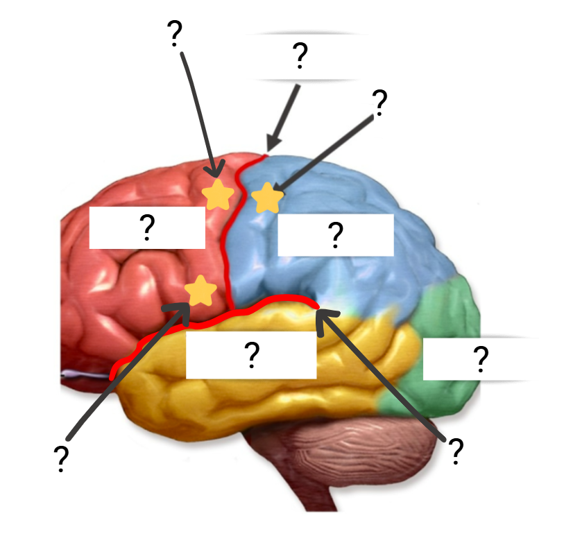 <p>Areas of the Brain</p>