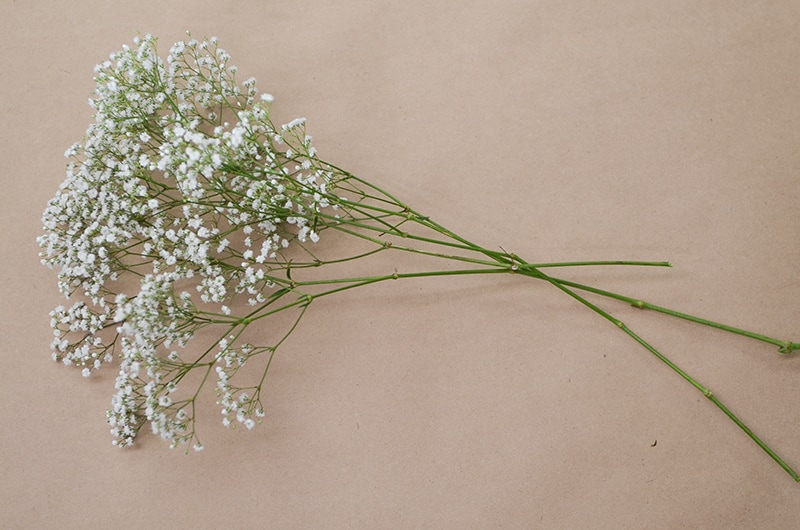 <p>Common name?</p>