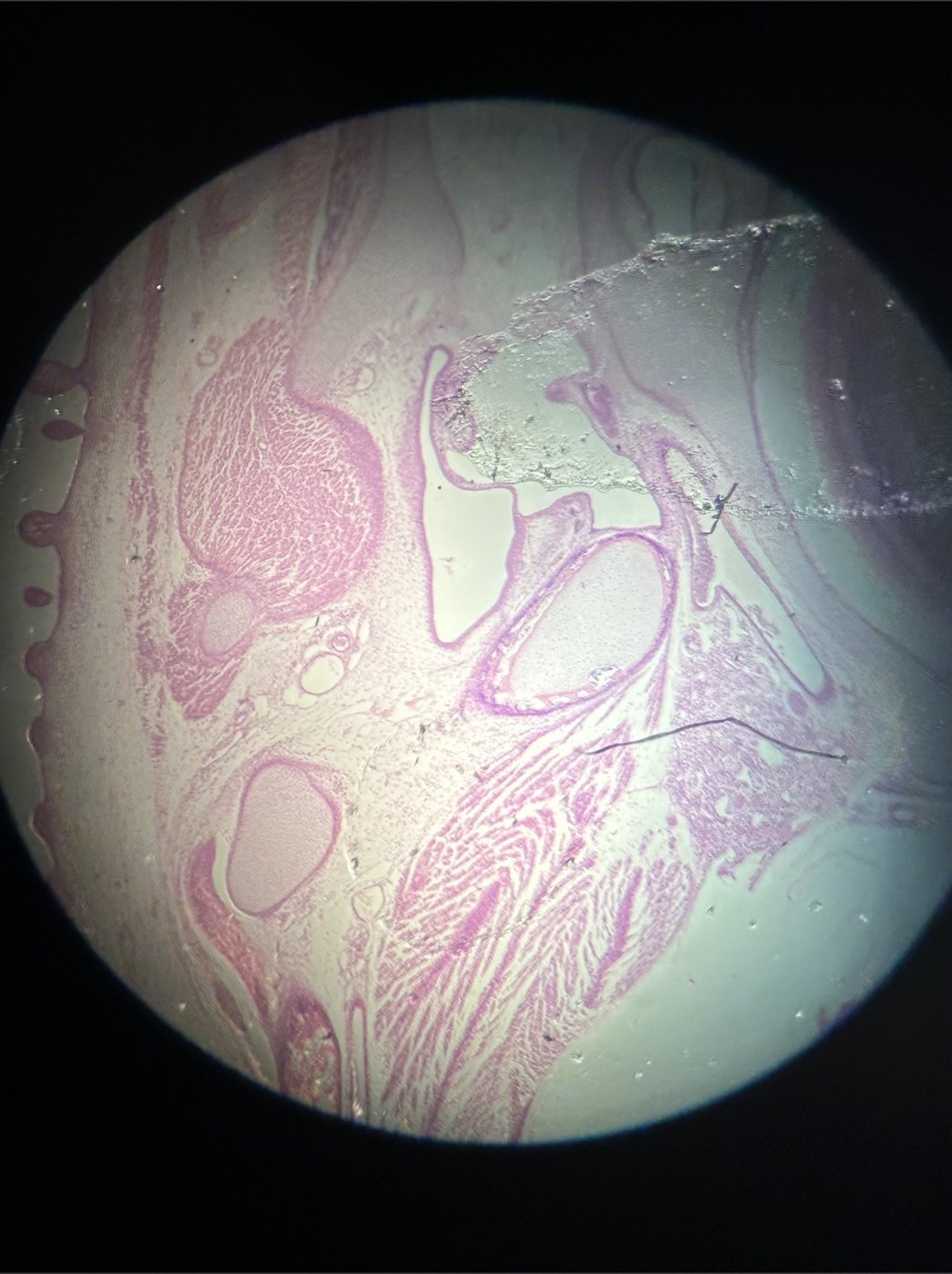 <p>what specimen is this?</p><p>identify the feather follicle</p>