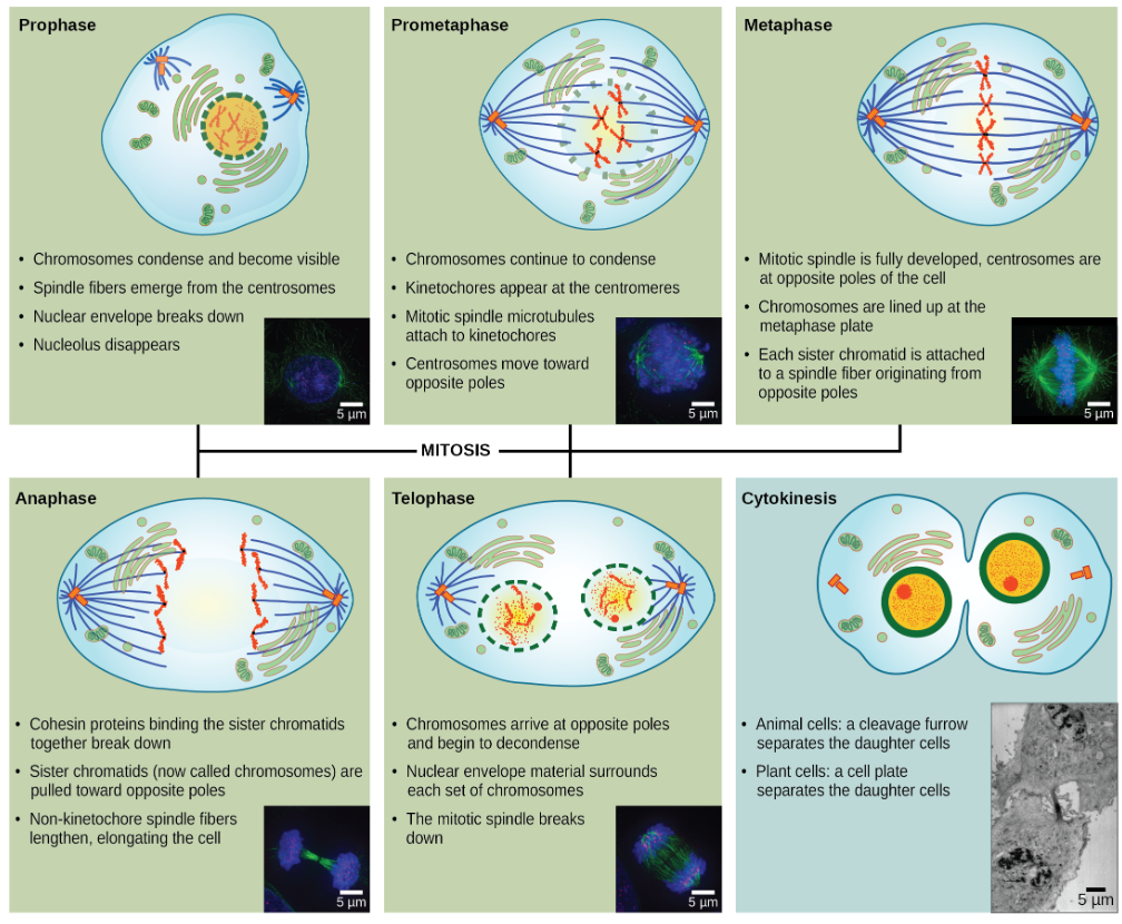 <ul><li><p>Division of the nucleus, divided into five stages: Prophase, Prometaphase, Metaphase, Anaphase, Telophase</p></li></ul><p></p>