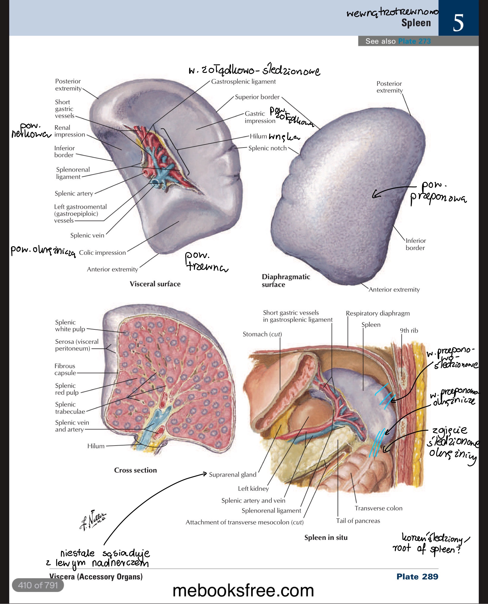 <ul><li><p>korzeń śledziony / root of spleen</p></li><li><p>w. przeponowo-śledzionowe / phrenicosplenic ligament</p></li><li><p>w. żołądkowo-śledzionowe / gastrosplenic ligament</p></li><li><p>w. przeponowo-okrężnicze / phrenicocolic ligament</p></li></ul>