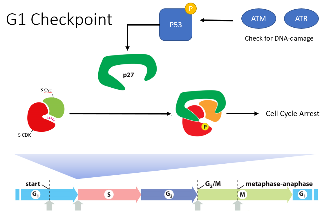 __checks for__: no DNA damage

\
**ATM** and **ATR** check for DNA damage.

\
__If damage__:

* ATM & ATR phosphorylate **p53** (activates)
* p53 activates transcription of **p27**
* p27 inhibits **S Cdk-cyclin** complex

\
The cell has a certain amount of time to repair damage or apoptosis occurs. When damage is repaired, p27 released the S Cdk complex.