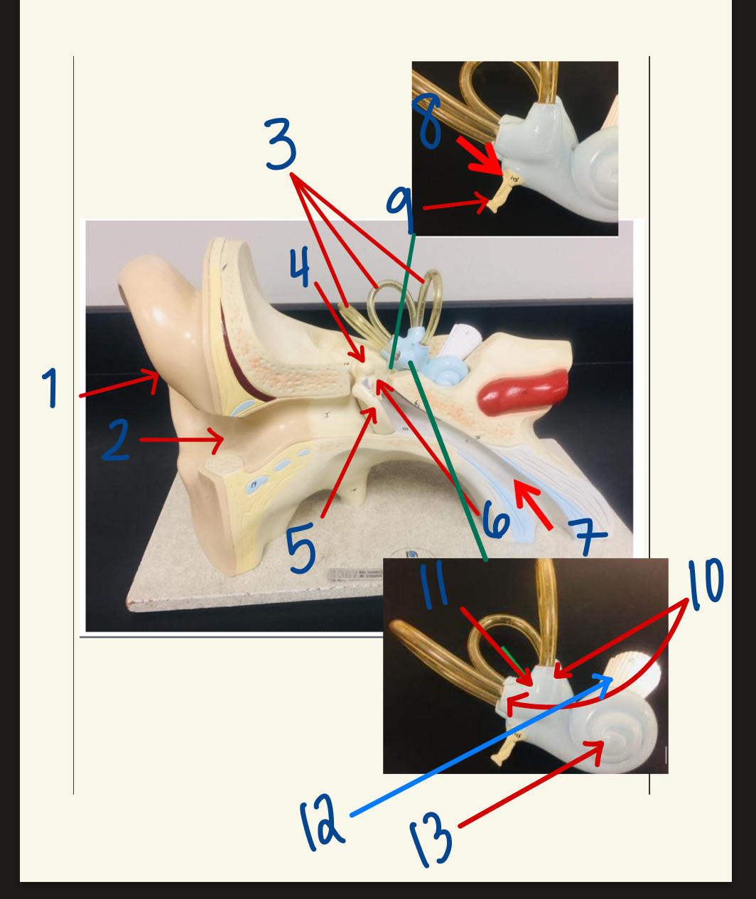 <p>13</p>