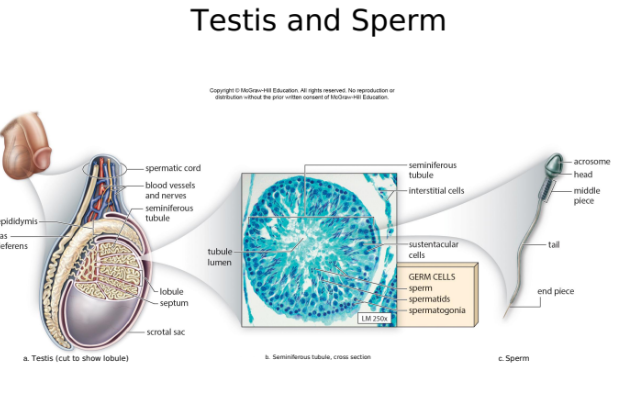 Testis and Sperm 