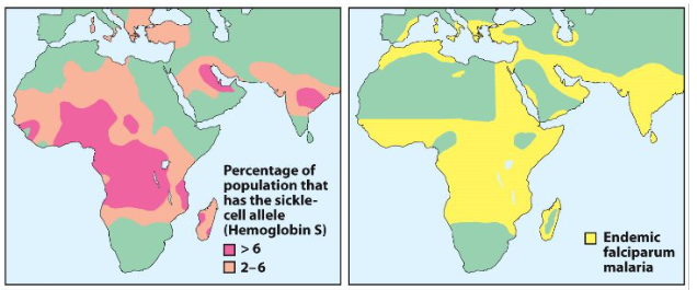 <p>Untreated homozygous individuals generally die in childhood</p><p>Heterozygous individuals exhibit a resistance to malaria</p><p>The parasite ‘plasmodium falciparum’ which causes malaria lives within red blood cells at one stage in its life cycle</p>