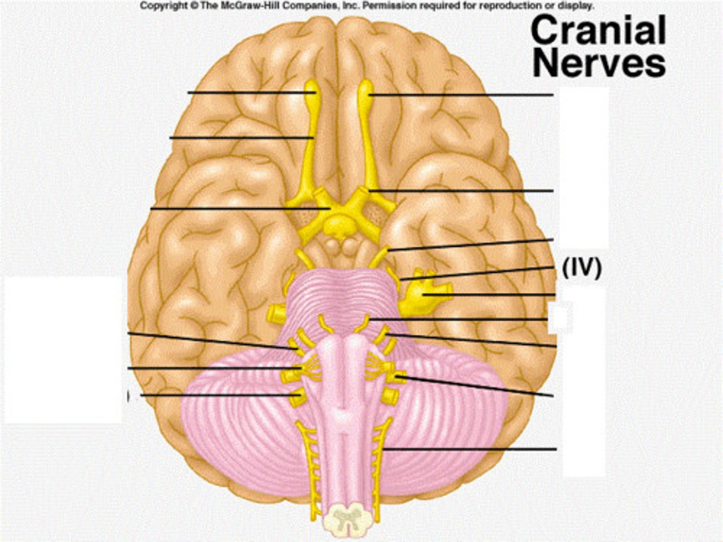 <p>Innervates the Superior Oblique-Motor</p>