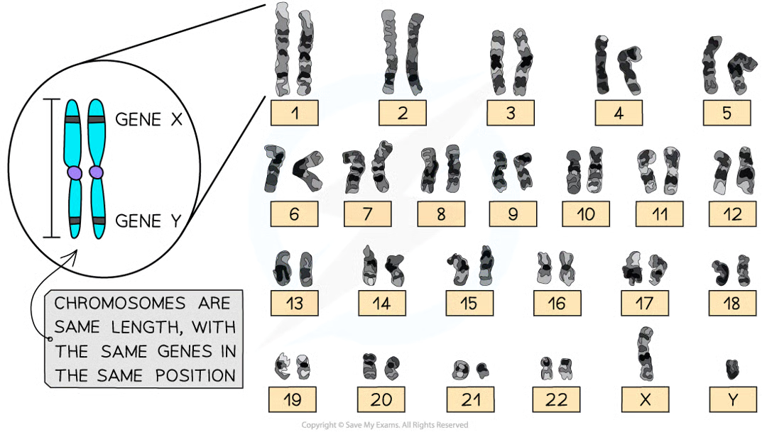 <p>zygote. one chromsomes of each homologous pair comes from female gamete and other comes from male. same genes in same order helps them line up alongisde each other during meiosis</p>
