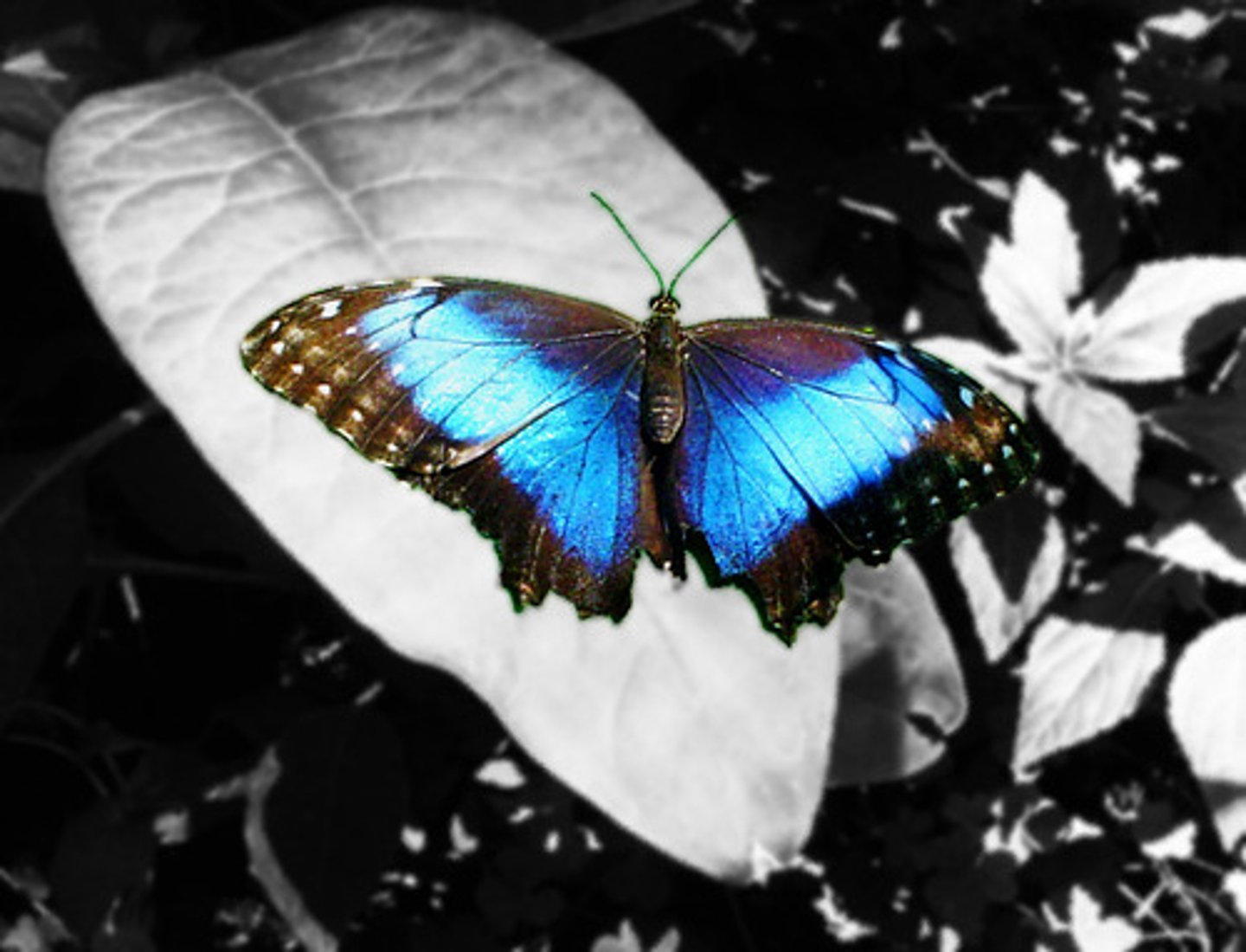 <p>the butterfly</p>