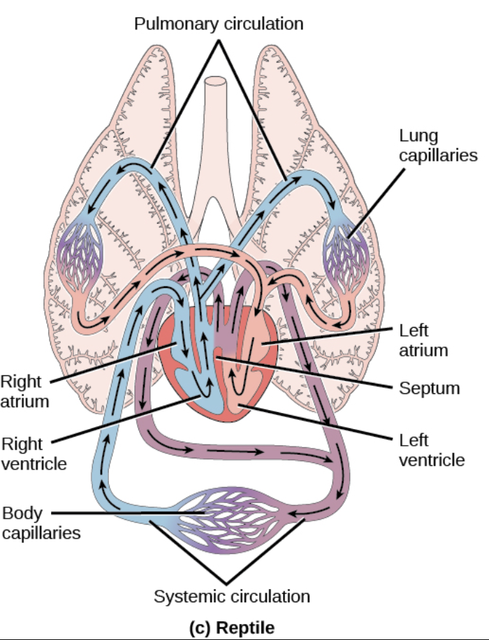 <p>Reptile Circulatory System </p>