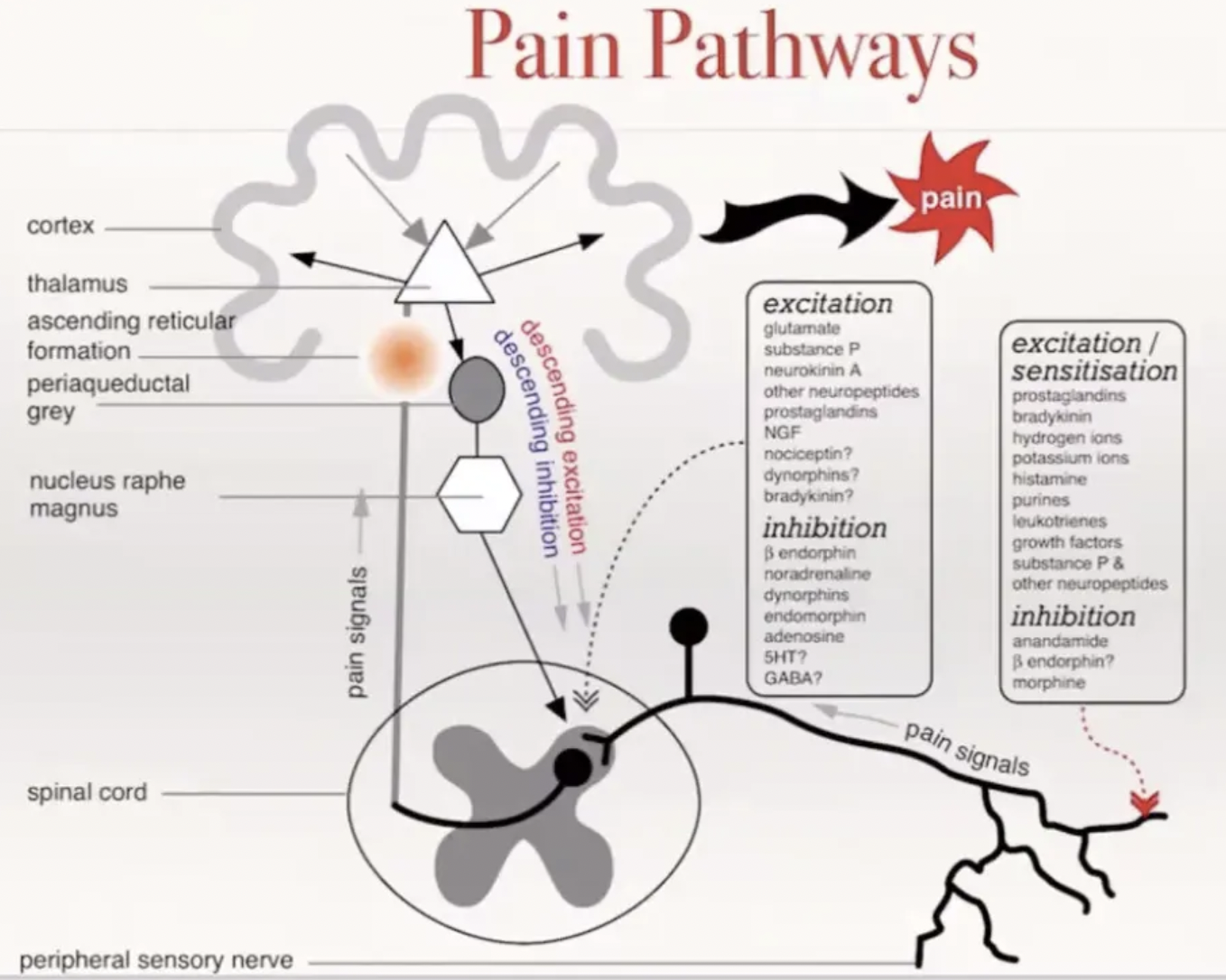 <p>Describe the pain pathway</p>