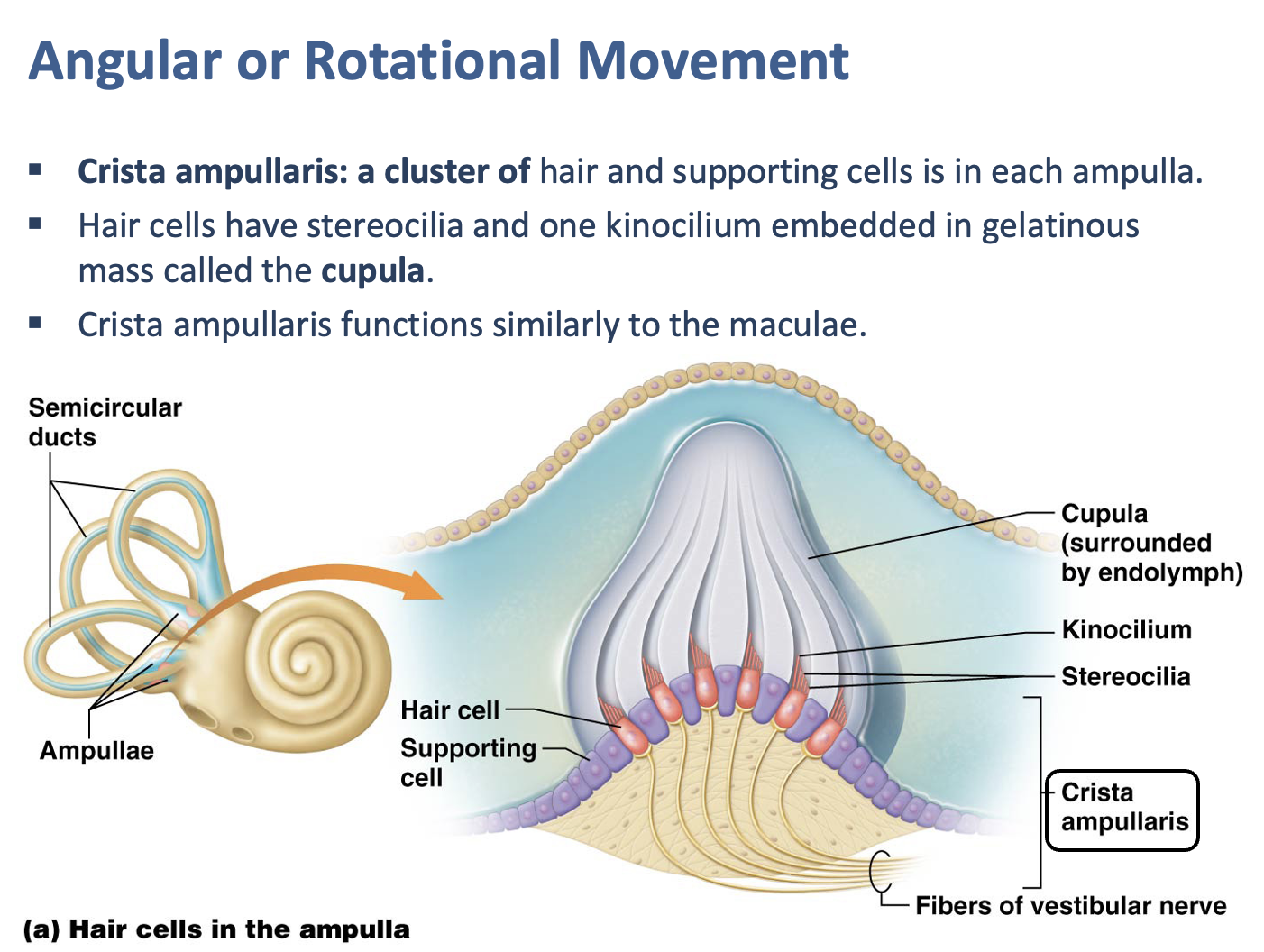 <p>Crista ampullaris</p>