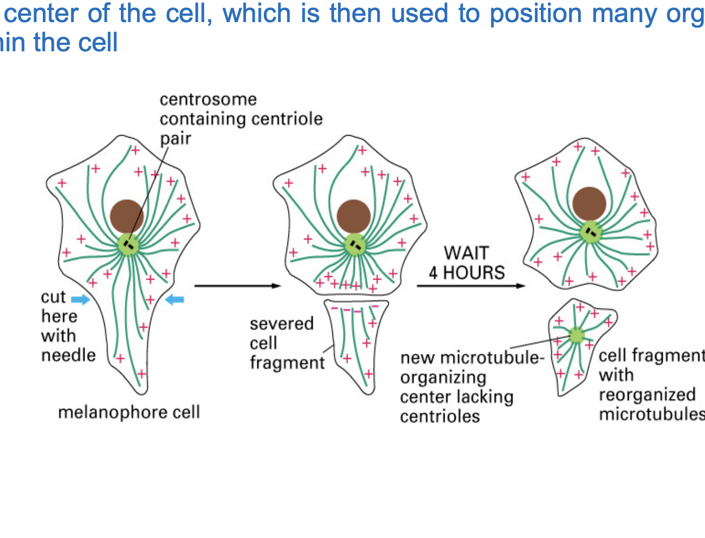 <ul><li><p>Over time, <strong>microtubules began to grow</strong> from the centrosome.</p></li><li><p>As microtubules <strong>pushed against the edges of the well</strong>, the centrosome moved and <strong>positioned itself in the center</strong>.</p></li><li><p><strong>microtubule network is self-organizing</strong>.</p></li><li><p>Inside the cell, this mechanism helps the <strong>centrosome stay in the middle</strong></p></li></ul><p></p>
