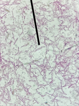 <p>Identify the specific special structure pointed at.</p>