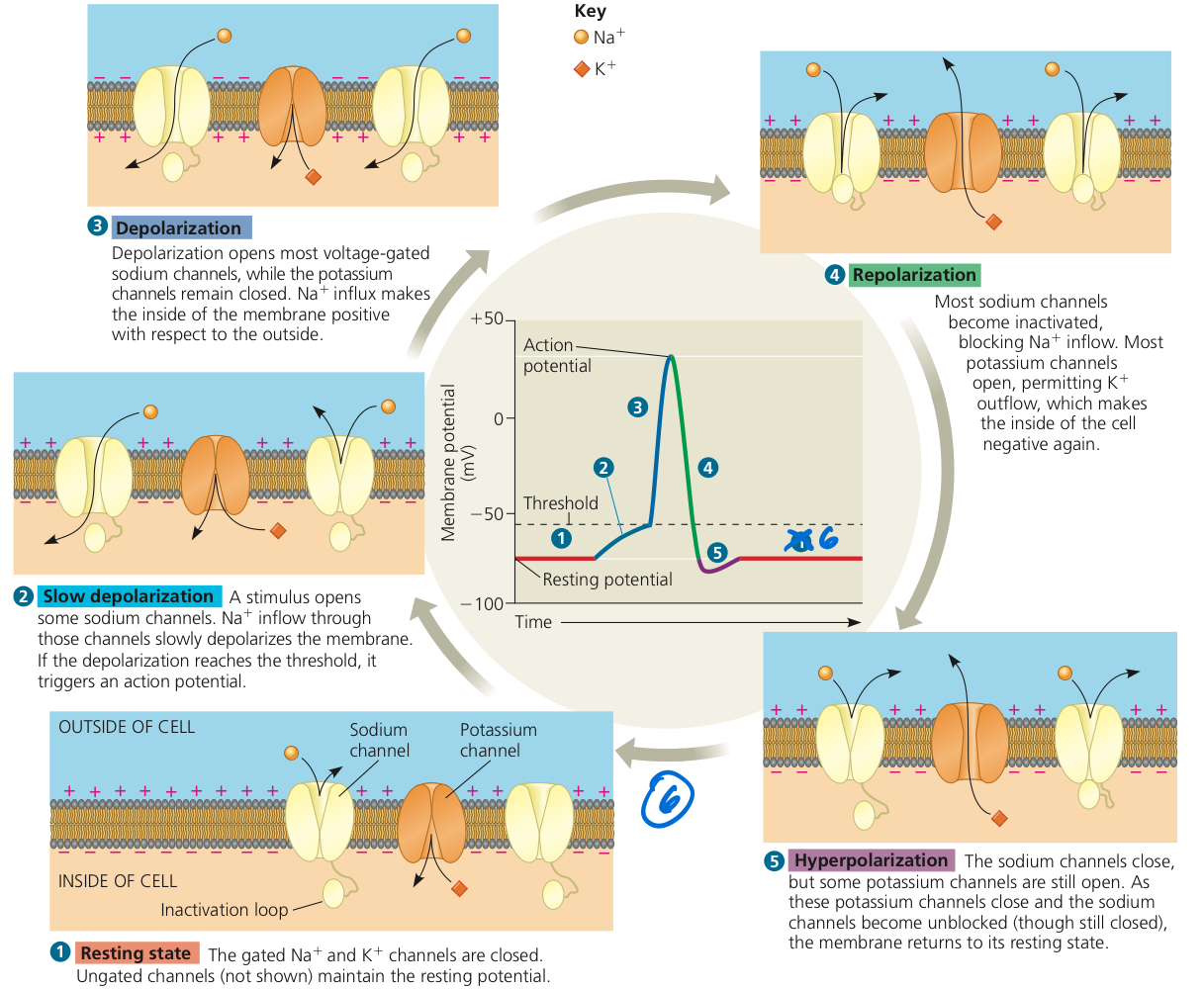 <ol><li><p>Resting state. The gated Na<sup>+</sup> and K<sup>+</sup> ions are closed.</p></li><li><p>Slow depolarization. Ligand-gated Na<sup>+</sup> channels open in response to chemical signal, and Na<sup>+</sup> influx is small. If small depolarizations add up and reaches threshold, the cell becomes excited, and action potential is generated.</p></li><li><p>Rapid depolarization. The sum of small depolarizations also open voltage-gated Na<sup>+</sup> channels. Na<sup>+</sup> influx amount is large.</p></li><li><p>Rapid repolarization. Most Na<sup>+</sup> channels become inactivated, and Na<sup>+</sup> influx stops. Most voltage-gated K<sup>+</sup> channels open, and K<sup>+</sup> efflux is large.</p></li><li><p>Short hyperpolarization. K<sup>+</sup> efflux continues to a small extent, causing short hyperpolarization.</p></li><li><p>Return to resting state by closing all gated channels.</p></li></ol>