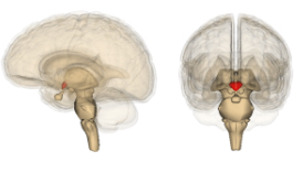 <p>Hypothalamus </p>
