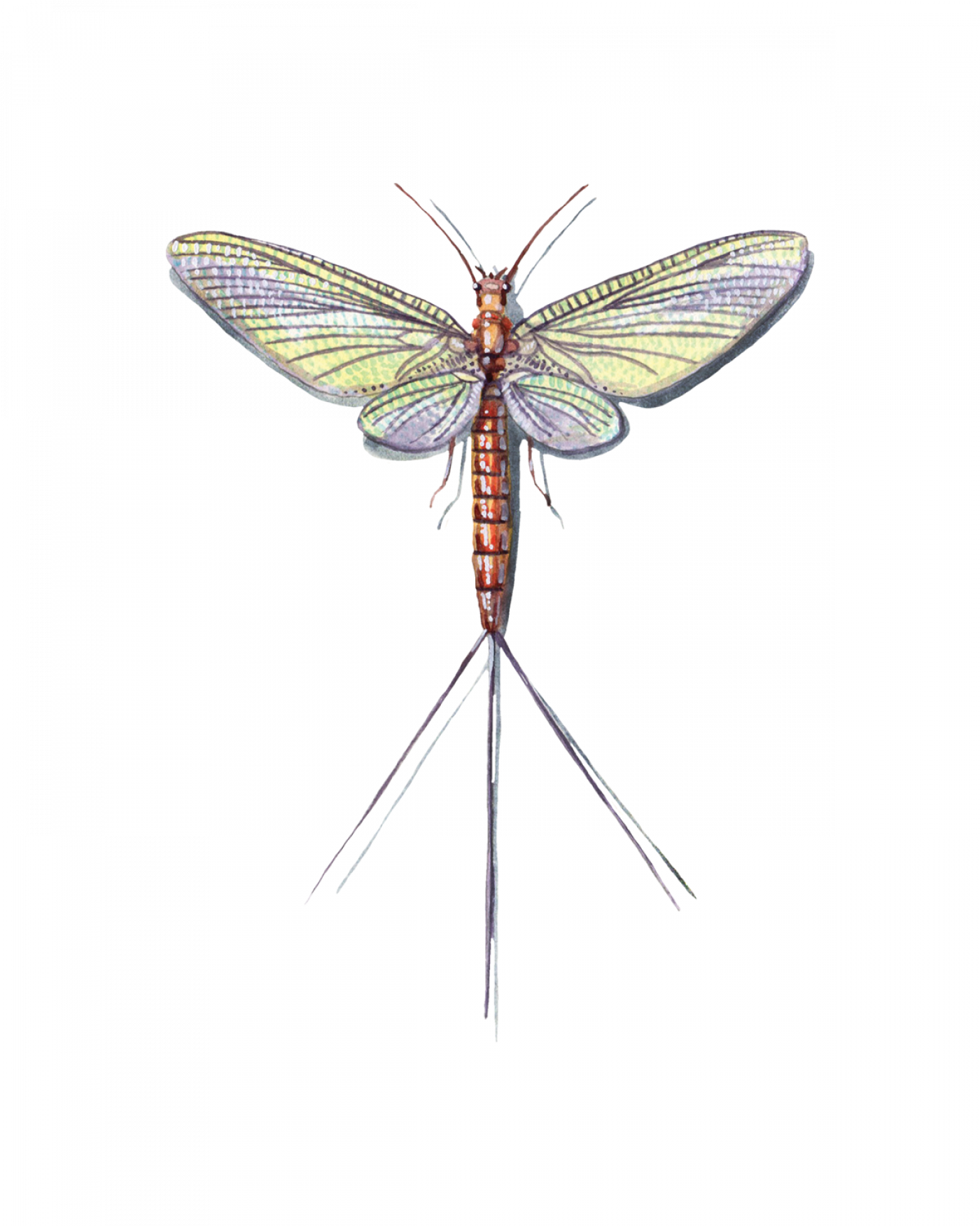 <p>What is the order? Defining characters</p>