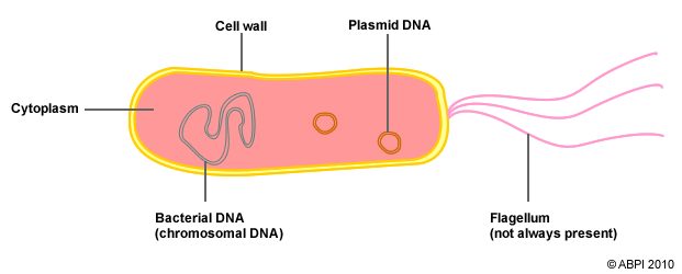 <ul><li><p>role of mitochondria &amp; chloroplasts → taken over by cytoplasm</p></li><li><p>One or more flagella (moves the bacterium)</p></li><li><p>Plasmids DNA (replicated independently from chromosomal DNA)</p></li><li><p>Chromosome DNA (long looped)</p></li></ul><p></p>